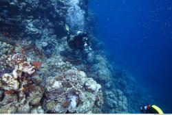 Photo Reference of Umbria Wingate Reef - Sudan